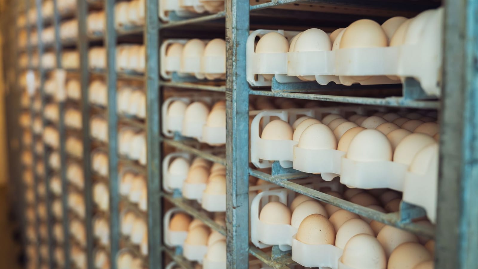 Eggs, One Year After $6.23